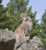 North American Lynx