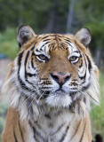 Siberian Tiger