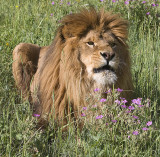 Barbary Lion according to owner