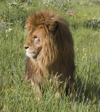 Barbary Lion looks to theside