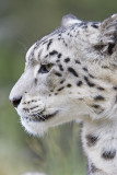 Snow Leopard