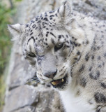 Snow Leopard