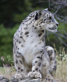 Snow Leopard