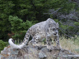 Snow Leopard