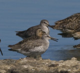 Red Knots,both in nonbreeding plumage