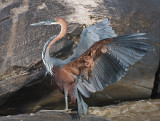 Goliath Heron