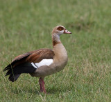 Egyptian Goose male