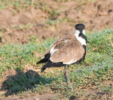 Spur-winged Plover