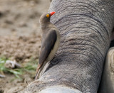 Red-billed Oxpecker on foot