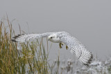 Gyrfalcon