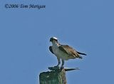 Osprey and fish