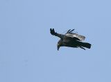California Condor,juvenile in flight