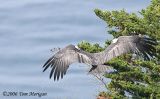 California Condor in flight