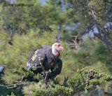 2.California Condor #94 lands but slips off his perch