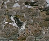 Willet landing among Willets and Godwits