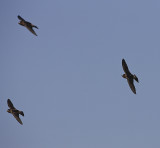 Cliff Swallows in formation