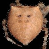 Orb Weaver Spiders
