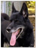 2008-Max-11409