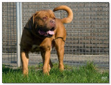 2008-Bordeauxdog Argos-10065