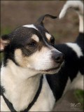 2008_Smokey (van Max)