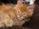 8 weeks young - 2009_A313731-02.JPG