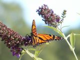 Butterfly and the Butterfly Bush