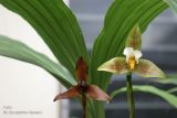 Orquidea