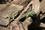 Iguanas Adultas Para Reproduccion