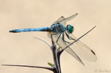 DF_9895.jpg