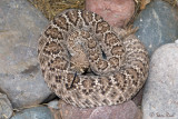Western Diamond-backed Rattlesnake