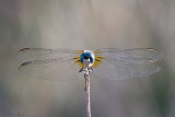 Dragonfly Kabob