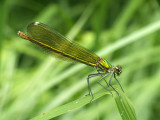 Leste vert