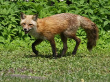 0290-renard1--900.jpg