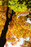 Couleur dautomne - Mont Rigaud