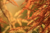 Couleurs dautomne  Cellettes