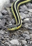 Common Garter Snake