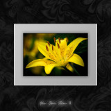 Your Basic Flower II.jpg