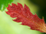Red Oak Leaf?