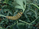 swallowtailcat2.JPG