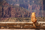 Even dogs enjoy Grand Canyon!