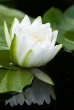 Water Lily - Pinery Provincial Park