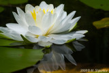 Water Lily