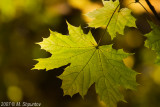 Autumn Leaves Fallen Leafs