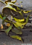 Autumn Leaves Fallen Leafs