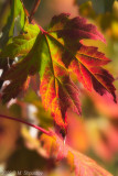 Autumn Leaves Fallen Leafs