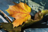 Autumn Leaves Fallen Leafs