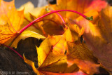 Autumn Leaves Fallen Leafs