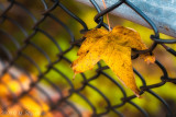 Autumn Leaves Fallen Leafs