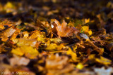 Autumn Leaves Fallen Leafs