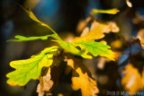 Autumn Leaves Fallen Leafs